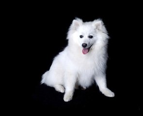 小狐狸钱包官网metamask