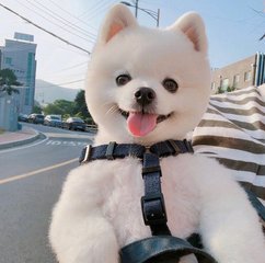 mimo虚拟币